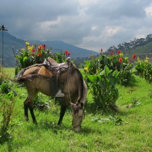 Horse in the Valle de Cocora
